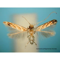 /filer/webapps/moths_gc/media/images/P/philippinensis_Cameraria_HT_EIHU.jpg