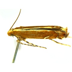 /filer/webapps/moths_gc/media/images/G/gunniella_Neurostrota_A10a_ANIC.jpg