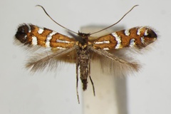 Phyllonorycter nigrescentella