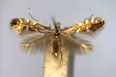 Phyllonorycter lantanella