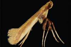 Caloptilia augeas