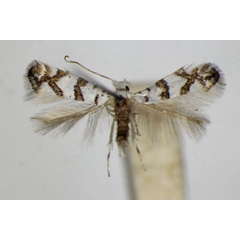 /filer/webapps/moths_gc/media/images/A/acerifoliella_sylvella_Phyllonorycter_A_ZSM.jpg