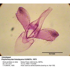 /filer/webapps/moths_gc/media/images/H/himalayana_Phyllonorycter_GM_HT_1427_EIHU.jpg