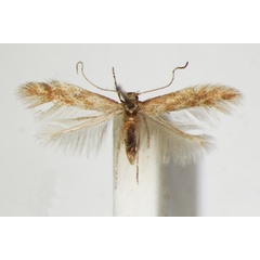 /filer/webapps/moths_gc/media/images/F/foliolosi_Phyllonorycter_A_ZSM_2.jpg