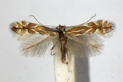 Phyllonorycter spinicolella
