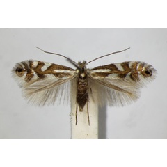 /filer/webapps/moths_gc/media/images/A/alpina_Phyllonorycter_A_ZSM.jpg