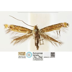 /filer/webapps/moths_gc/media/images/H/heliopla_Polysoma_ST_BMNH_1406745.jpg