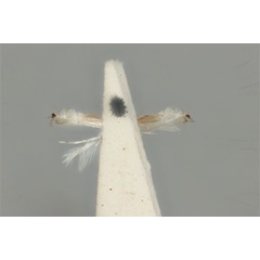 /filer/webapps/moths_gc/media/images/D/dichotoma_Phyllocnistis_ST_ANIC31-076549_ventral.jpg