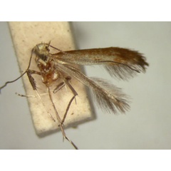 /filer/webapps/moths_gc/media/images/P/pyrrhochroma_Caloptilia_HT_TMSA5663.jpg