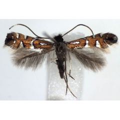 /filer/webapps/moths_gc/media/images/L/lautella_Phyllonorycter_A_WJDP.jpg