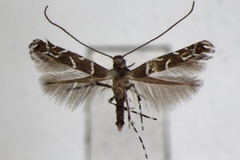 Systoloneura geometropis