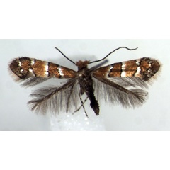 /filer/webapps/moths_gc/media/images/A/adderis_Phyllonorycter_HT_RMCA.jpg