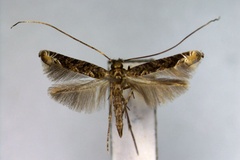 Callicercops yakusimensis