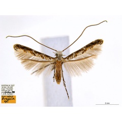 /filer/webapps/moths_gc/media/images/B/breynella_Diphtheroptila_PT2_ANIC.jpg
