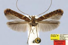 Caloptilia jurateae