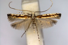Artifodina siamensis
