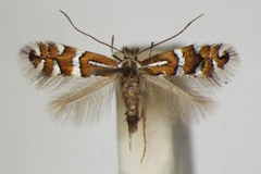 Phyllonorycter anderidae