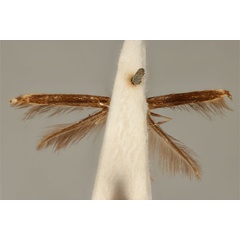 /filer/webapps/moths_gc/media/images/E/enchlamyda_Acrocercops_ST_ANIC31-087191_ventral.jpg
