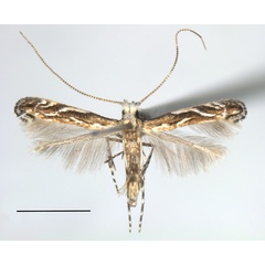 /filer/webapps/moths_gc/media/images/L/lobata_Liocrobyla_A_Liu-et-al_2018_307.jpg