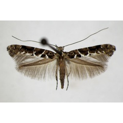 /filer/webapps/moths_gc/media/images/L/loriolella_Gracillaria_A_ZSM.jpg