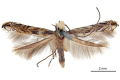 Epicephala sydnea