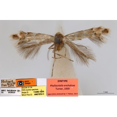 /filer/webapps/moths_gc/media/images/E/enchalcoa_Phyllonorycter_ST6_ANIC.jpg