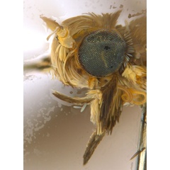 /filer/webapps/moths_gc/media/images/C/crotonella_Diphtheroptila_PT2_head2_ANIC_Z1UXXRE.jpg
