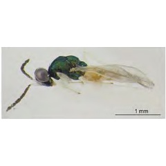 /filer/webapps/moths_gc/media/images/I/issikii_Phyllonorycter_Sympiesis_laevifrons_Kosheleva_et_al._2022_12.jpg