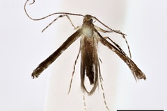 Acrocercops luctuosa