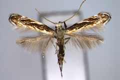 Liocrobyla brachybotrys