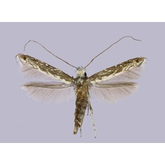 /filer/webapps/moths_gc/media/images/L/lanceolatella_Epicephala_HT_Kawakita-et-Kato_2016_92.jpg