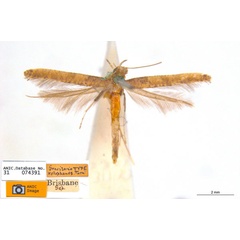 /filer/webapps/moths_gc/media/images/X/xylophanes_Caloptilia_ST_ANIC.jpg