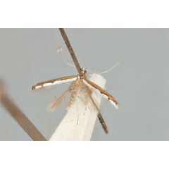 /filer/webapps/moths_gc/media/images/T/tristaniae_Acrocercops_ST_ANIC31-087280_wing.jpg