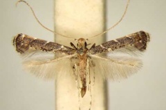Phodoryctis thrypticosema