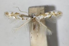 Phyllonorycter obtusifoliella