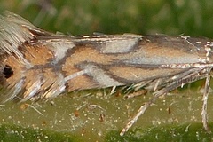 Phyllonorycter suaveolentis