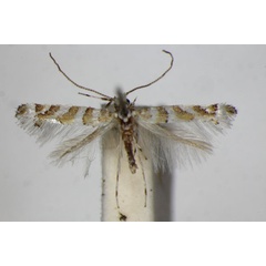 /filer/webapps/moths_gc/media/images/C/cupediella_Cupedia_A_ZSM_3.jpg