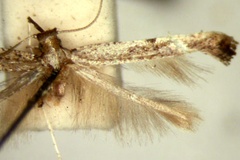 Caloptilia titanitis