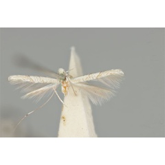 /filer/webapps/moths_gc/media/images/L/lechriotoma_Cuphodes_HT_ANIC31-010797_wing.jpg