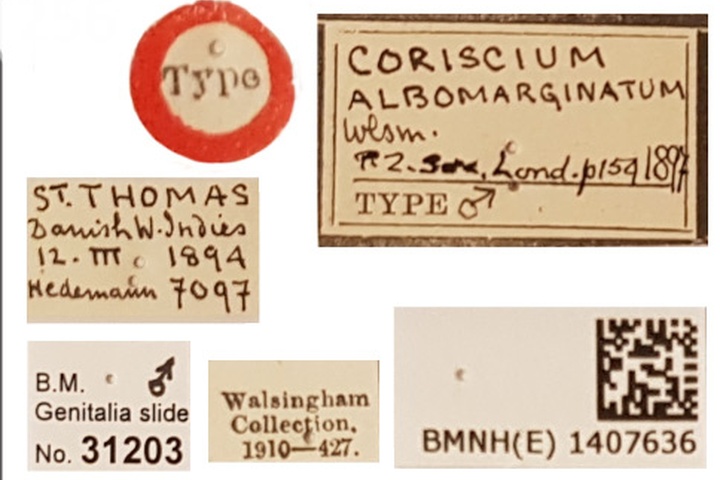 /filer/webapps/moths_gc/media/images/A/albomarginatum_Acrocercops_HT_1407636_BMNH_Labels.jpg