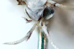Cryptolectica terminalina