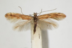 Phyllonorycter triflorella