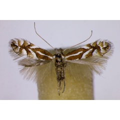 /filer/webapps/moths_gc/media/images/C/cerasicolella_Phyllonorycter_A_BMNH.jpg