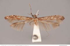 Caloptilia ostracodes