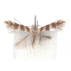 /filer/webapps/moths_gc/media/images/M/melhaniae_Phyllonorycter_A_TMSA.jpg