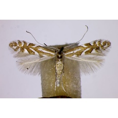 /filer/webapps/moths_gc/media/images/C/cerasinella_Phyllonorycter_A_BMNH.jpg