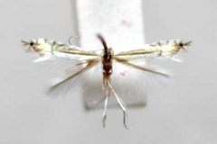 Phyllocnistis pharetrucha