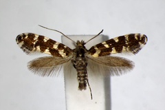 Callisto insperatella