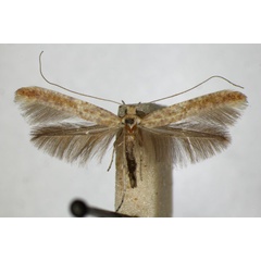 /filer/webapps/moths_gc/media/images/L/leucapennella_Povolnya_A_ZSM_2.jpg