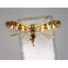 /filer/webapps/moths_gc/media/images/B/bifurcata_Phyllonorycter_A_EIHU.jpg